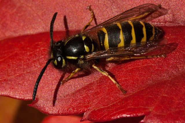 Sådan undgår du hvepse ved udendørs aktiviteter